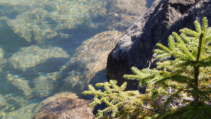 green plant beside the lake water