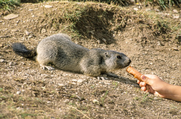 Marmotte des Alpes , Marmota marmota