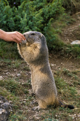 Marmotte des Alpes , Marmota marmota