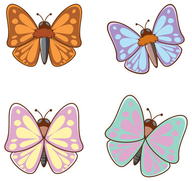 Isolated picture of butterflies
