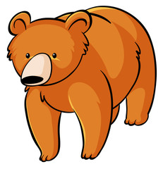 Orange bear on white background