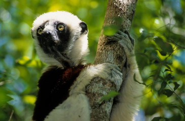 Propithèque de Coquerel, Propithecus coquereli, Madagascar