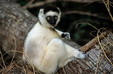 Propithèque de Verreaux, Propithecus verreauxi, Madagascar