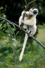 Propithèque de Verreaux, Propithecus verreauxi, Madagascar