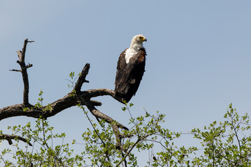 Pygargue vocifère,.Haliaeetus vocifer, African Fish Eagle