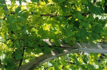 Vigne, tonnelle, vitis vinifera, variere Ampelia Aladin
