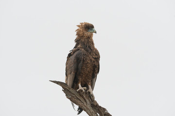 closeup perched immature juvenile Bateleur eagle