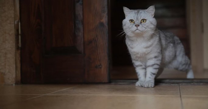Door. The cat is waiting near the closed door