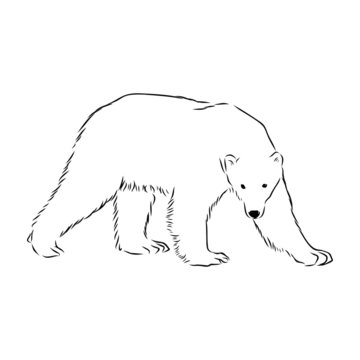 vector image of a polar bear
