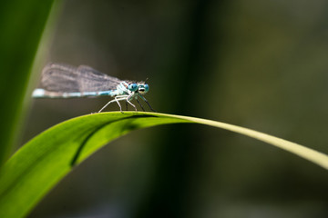 Dragonfly 