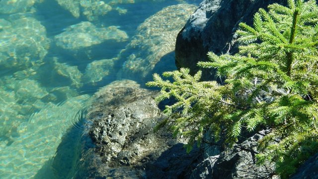 green plant beside the lake water