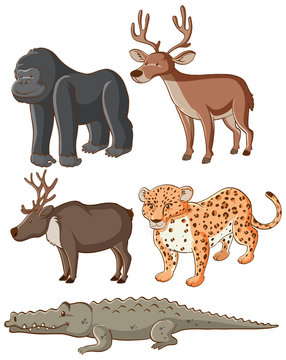 Isolated picture of wild animals