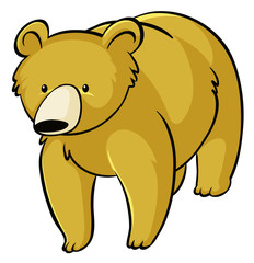 Yellow bear on white background