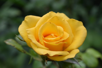 yellow rose 