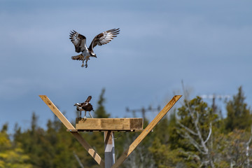 Couple of male and female ospreys with open wings building their twig nest on a nest platform