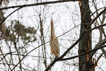 Eurasian bittern, botaurus stellaris, on tree in forest