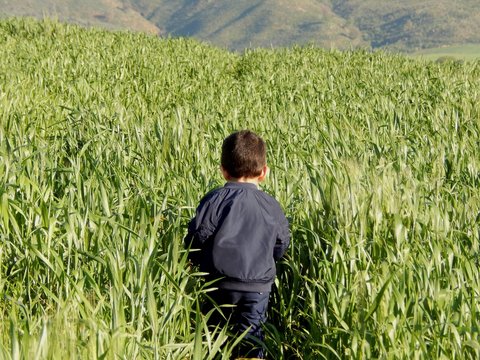 kid wearing blue coat walking in a green wheat field