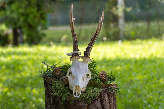 head of wild deer and horn on a tree trunk