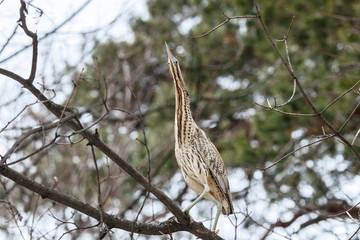 Eurasian bittern botaurus stellaris sitting on branch of tree in forest during spring migration. Rare brown heron in uncommon environment. Bird in wildlife.