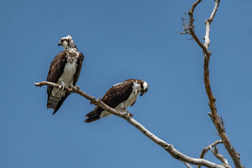 Two Osprey Perched on Tree against Blue Sky