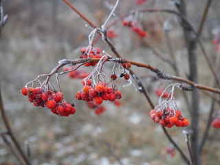 branch of red Rowan berries covered with frost close-up on a frosty day, bird food in winter
