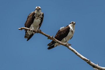 Two Osprey Perched on Tree against Blue Sky
