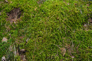 Forest Soil with Grass