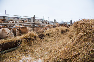 Fototapeta premium Cows on a farm in the winter