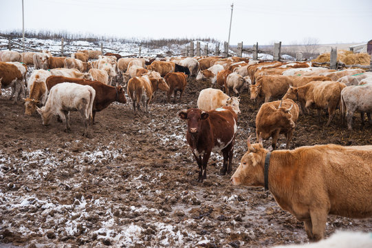 Cows On A Farm In The Winter