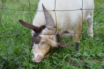 A goat grazing in the pasture
