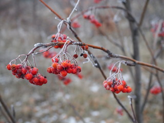 branch of red Rowan berries covered with frost close-up on a frosty day, bird food in winter