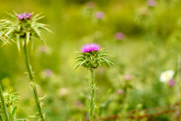 field in spring with thistles
