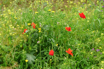 field in spring with poppies