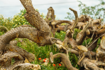 prickly pear cactus killed by fungus