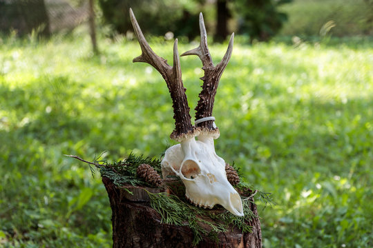 Skull of a deer with horns. Deer skull close up. Deer skull with teeth.