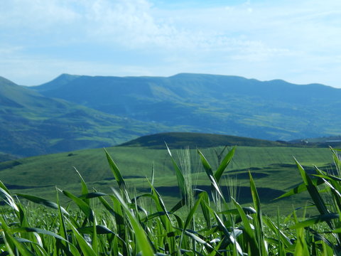 green wheat field beside the atlas mountains