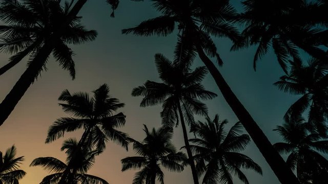 Time-lapse  of coconut tree on sky background