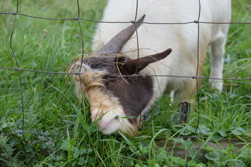 A goat grazing in the pasture