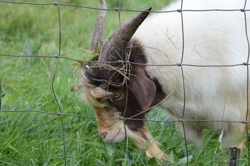 A goat grazing in the pasture