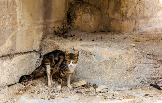 Cats of Malta - stray tabby cat with bright green eyes standing at Bormla street and staring to camera.