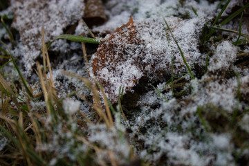 leaf under the snow in the autumn forest