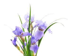 Blue irises in the grass.