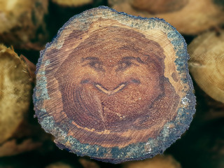 face on the tree