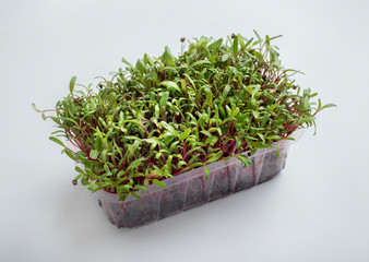 Young sprouted microgreens isolated on white background
