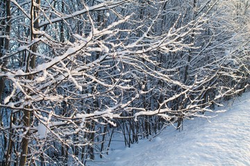 зимний лес