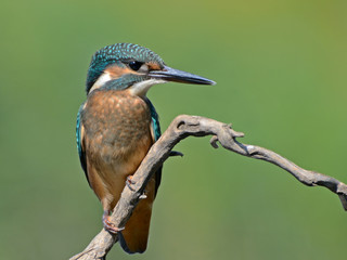 Common Kingfisher