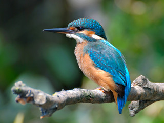 Common Kingfisher