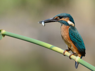 Common Kingfisher