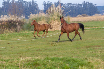 Two horses running in a meadow