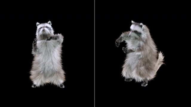 raccoon Dance CG fur 3d rendering animal realistic CGI VFX Animation Loop  composition 3d mapping cartoon, with Alpha matte